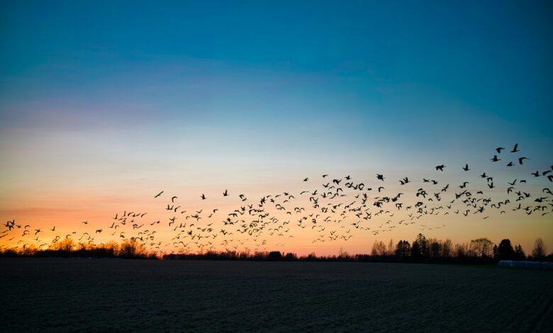la migration des oiseaux dans la nuit
