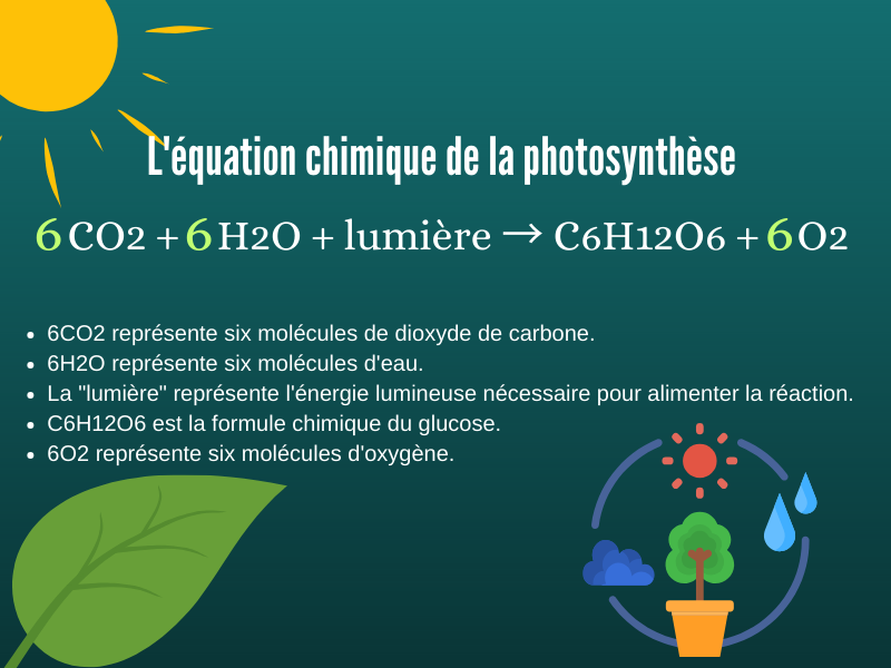 l'équation de la photosynthèse