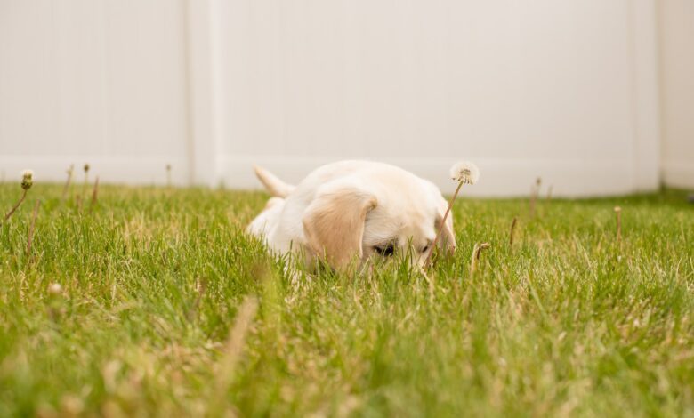 chien mange de l'herbe