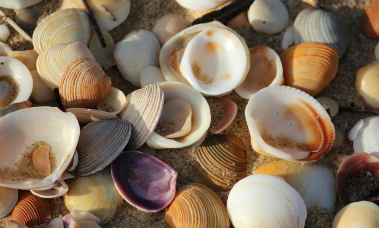 des coquillages sur la plage