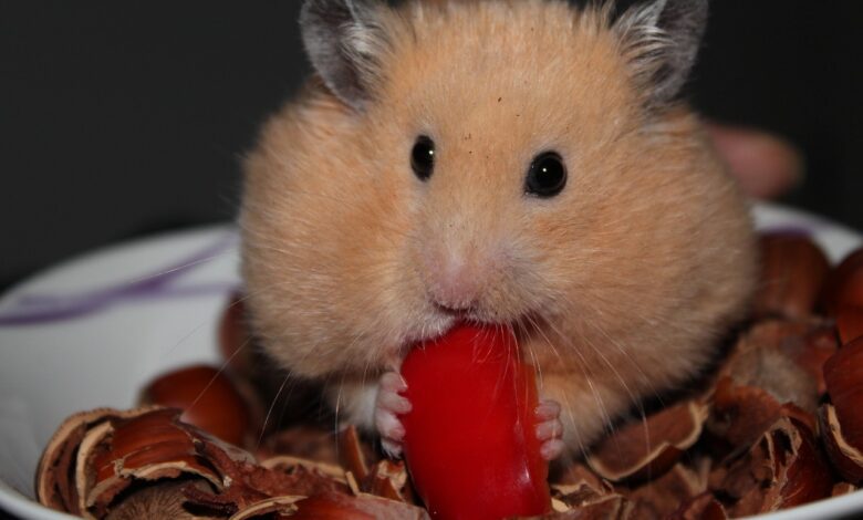 Les hamsters sont connus pour avoir des "poches" ou "abajoues" dans leurs joues