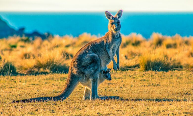 une femelle kangourou porte son petit dans sa poche