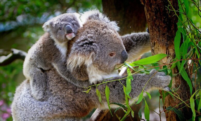 le koala l'un des animaux qui une poche
