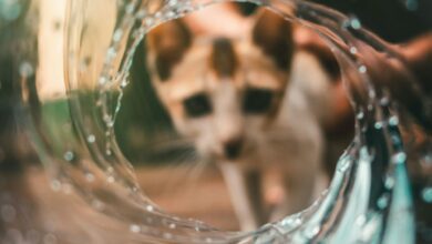 Pourquoi les chats ont peur de l'eau