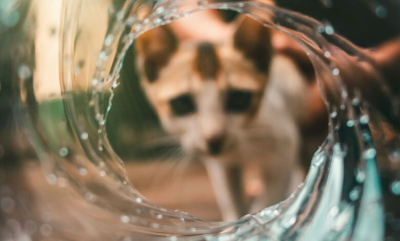 Pourquoi les chats ont peur de l'eau