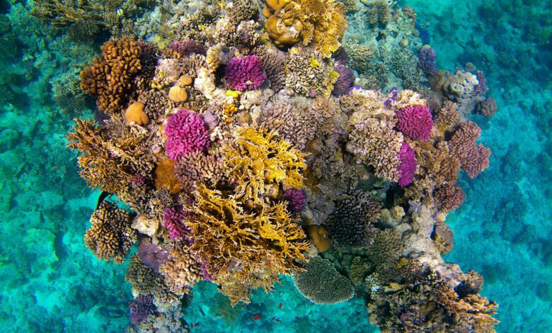 les récifs coraliens , qu'est ce que c'est ?