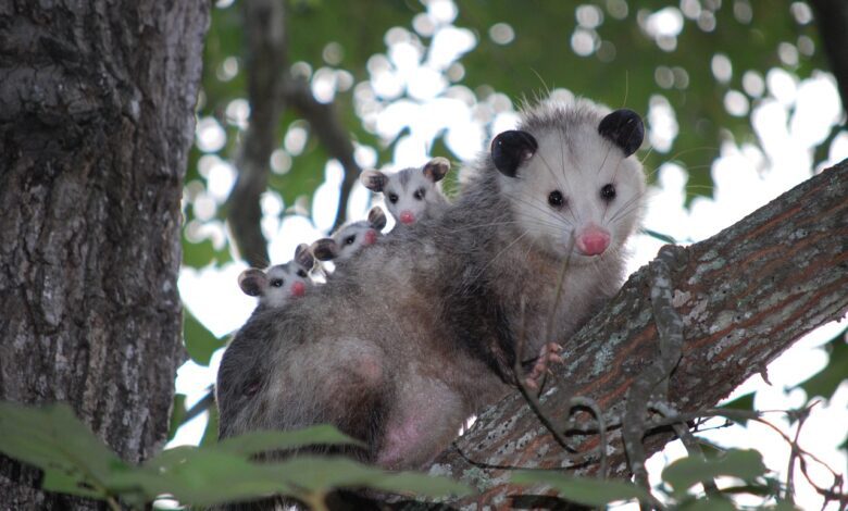 la femelle opossum a une poche ventrale