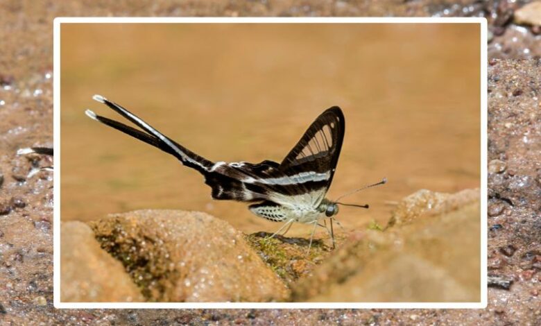 le papillon dragontail