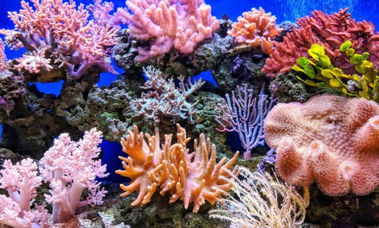 les récifs coraliens