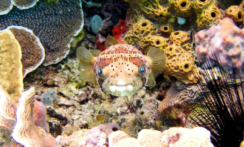 les poissons qui vivent dans les récifs coraliens
