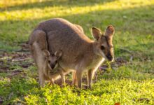 wallaby porte son bébé dans sa poche naturelle