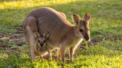 wallaby porte son bébé dans sa poche naturelle