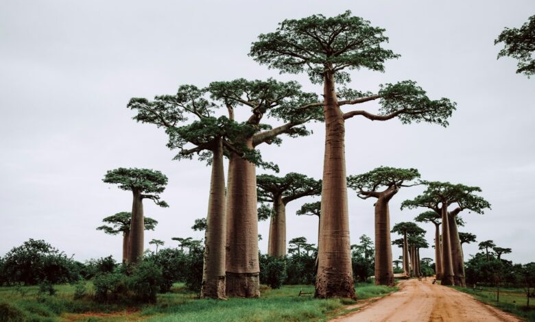 l'avenue des Baobabs en Madagascar