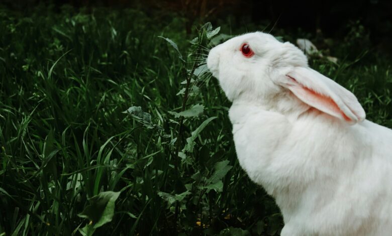 les animaux albinos