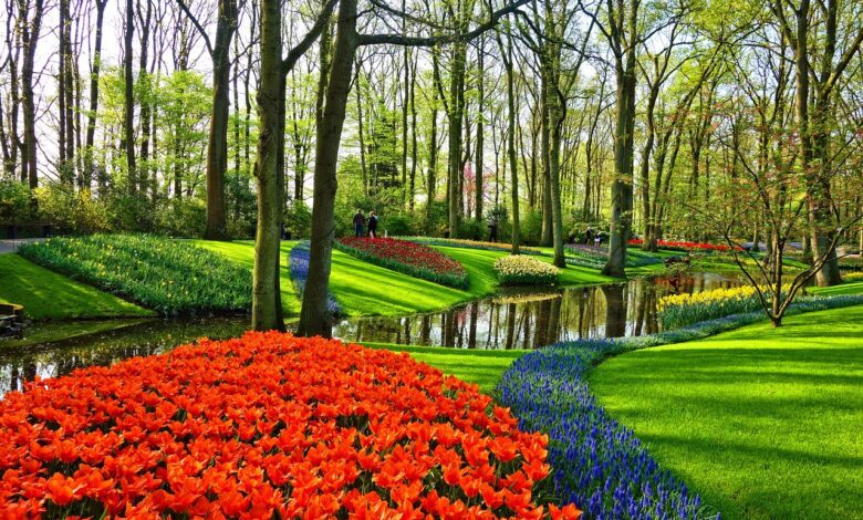 Tulipes, Parc, Pays bas