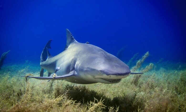 la présence des requins près des plages