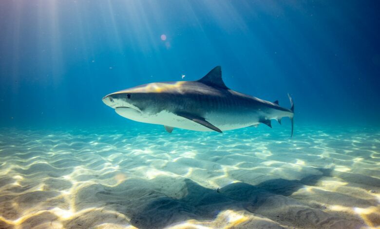 les requins s'approchent de la plage