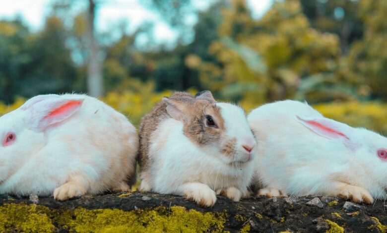 le lapin albinos