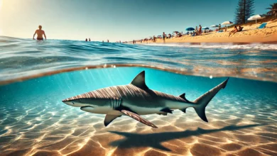 les requins et les plages
