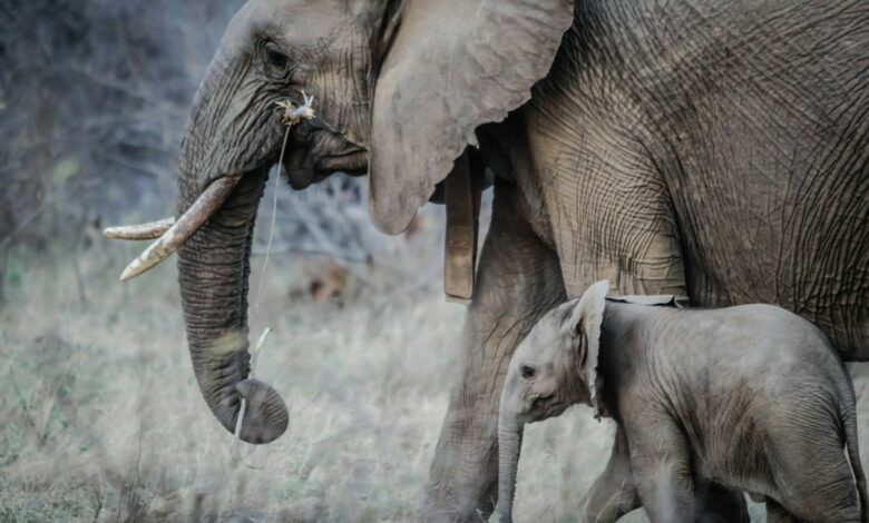 Le Matriarcat : Une Structure Sociale Unique chez les éléphants