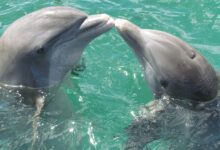 Les Fondements de la Communication des Dauphins