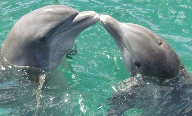 Les Fondements de la Communication des Dauphins