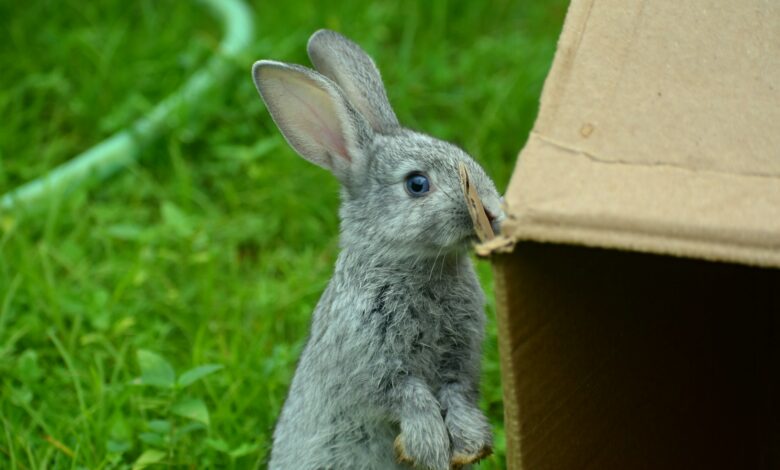 les dents du lapin