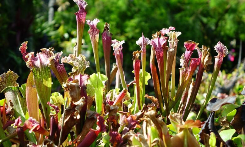 sarracénie une plante carnivore