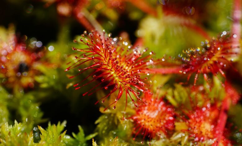 rossolis une des plantes carnivores