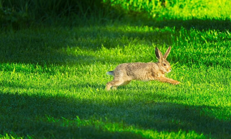 lapin entrain de courir et sauter