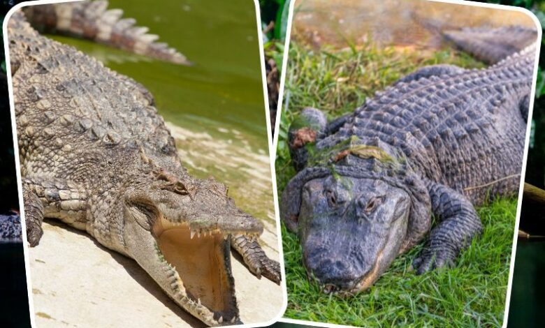 différences entre crocodile et alligator