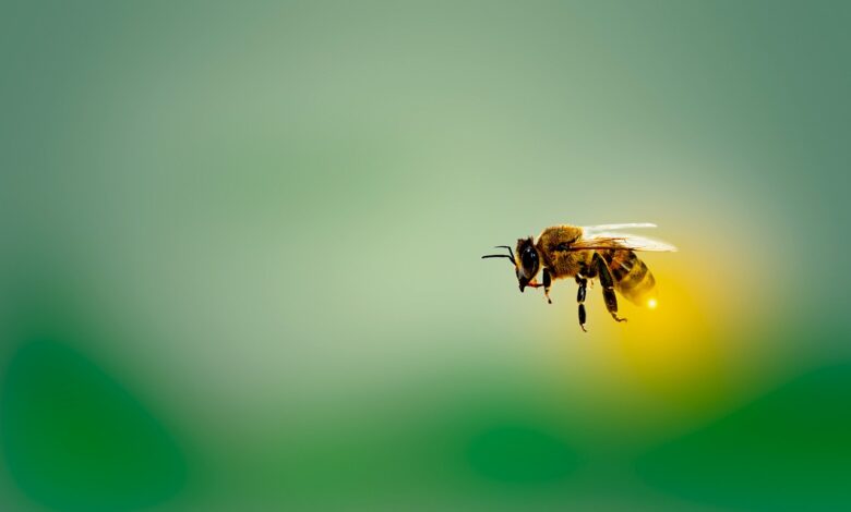 pourquoi l'abeille meurt après avoir piqué