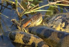 anaconda vert le géant des serpents