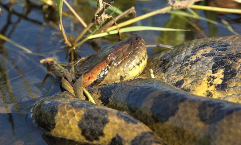 anaconda vert le géant des serpents