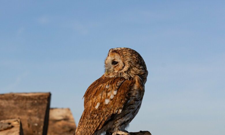 Les chouettes peuvent tourner leur tête à 270 degrés incroyable