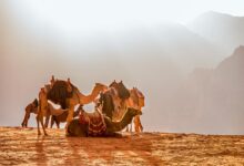 Comment les chameaux survivent-ils dans le désert sans boire pendant des jours ?