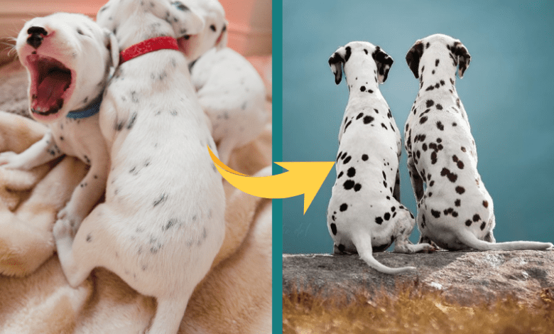 Les chiots dalmatiens naissent tout blancs.