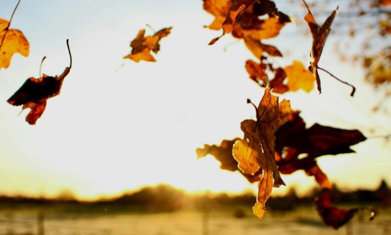 la chute des feuilles en automne