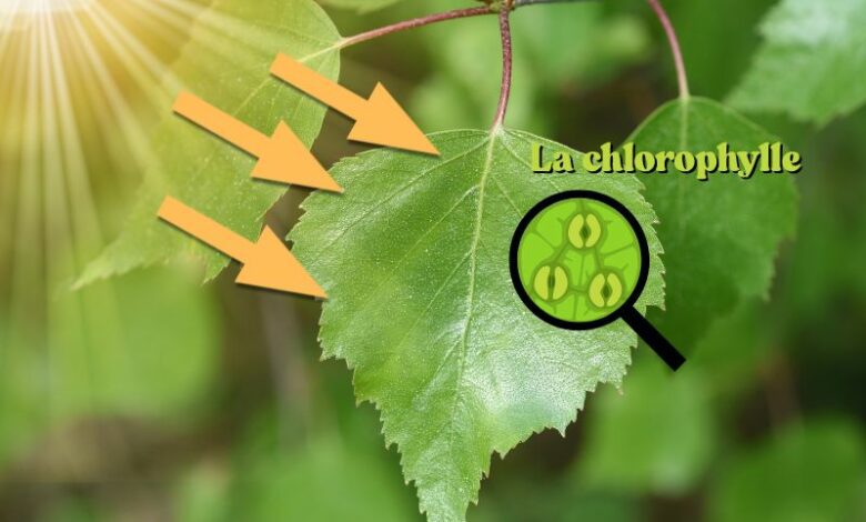 le rôle de la chlorophylle dans le changement de couleur des feuilles.