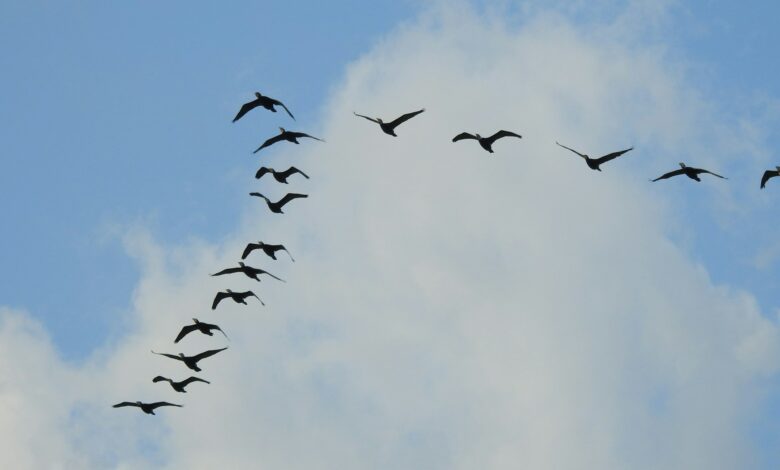 La migration des oies en formation V