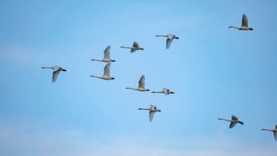 la migration des oies v