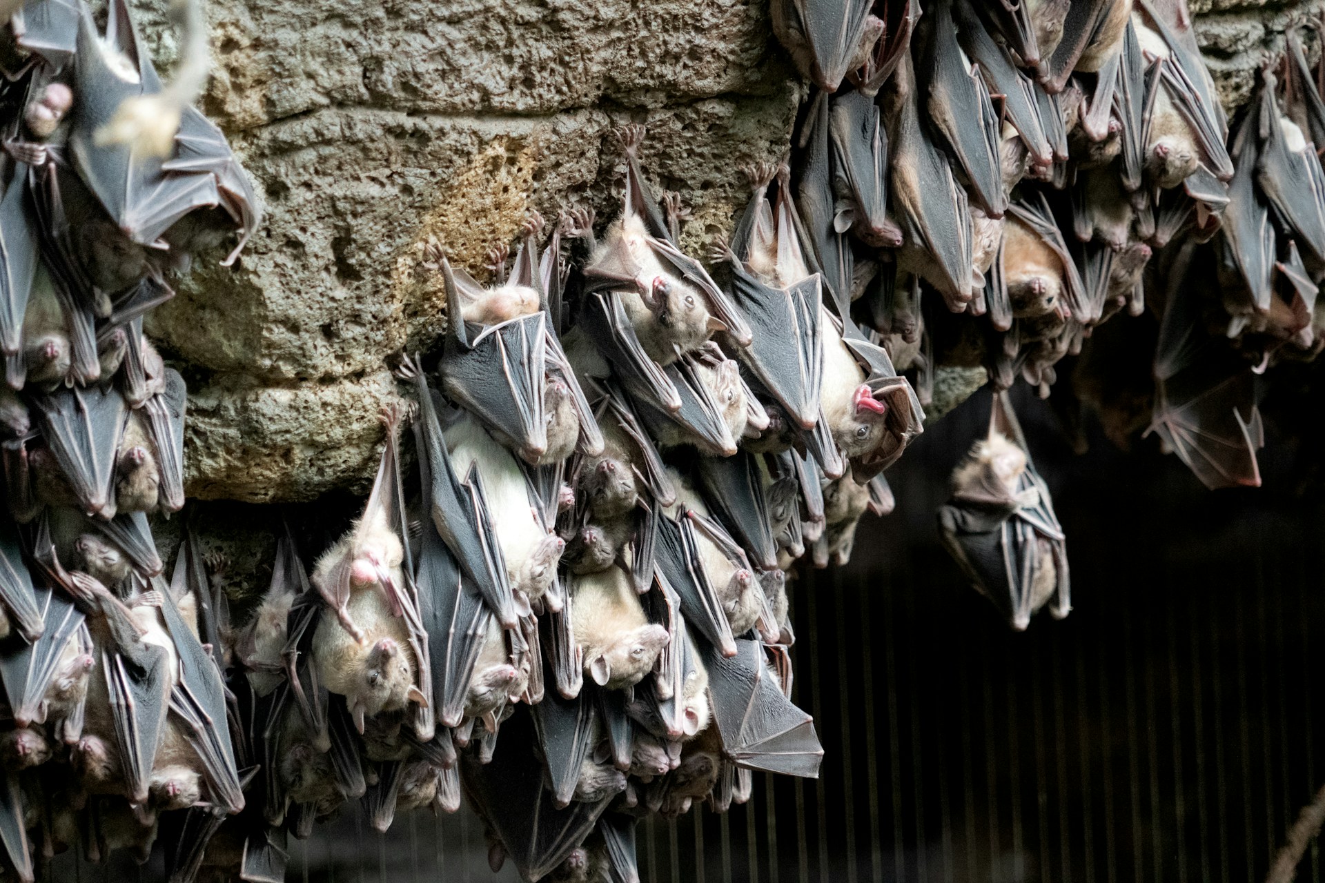 colonies animales : les chauves-souris