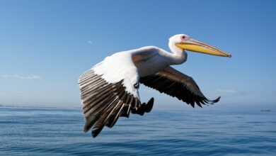 faits sur le pélican