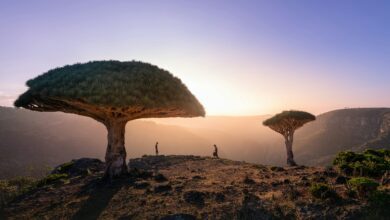 Socotra, l’île du Yémen