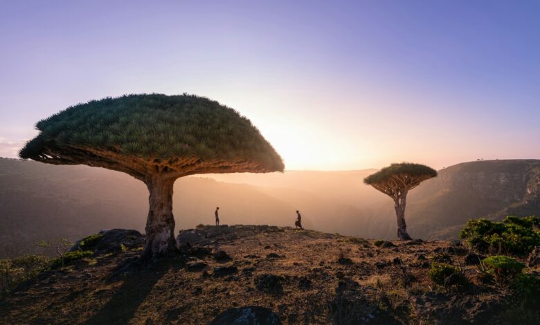 Socotra, l’île du Yémen
