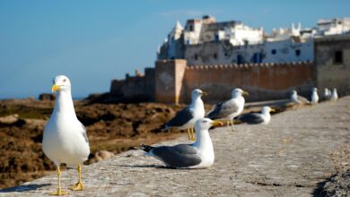 Essaouira la ville des mouettes