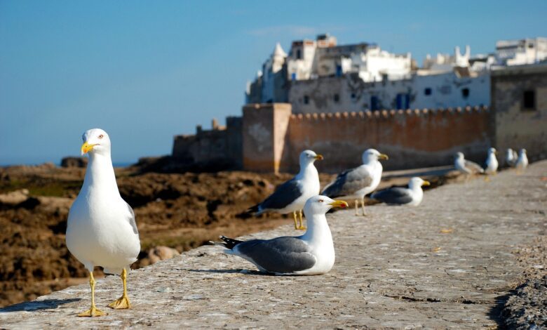 Essaouira la ville des mouettes