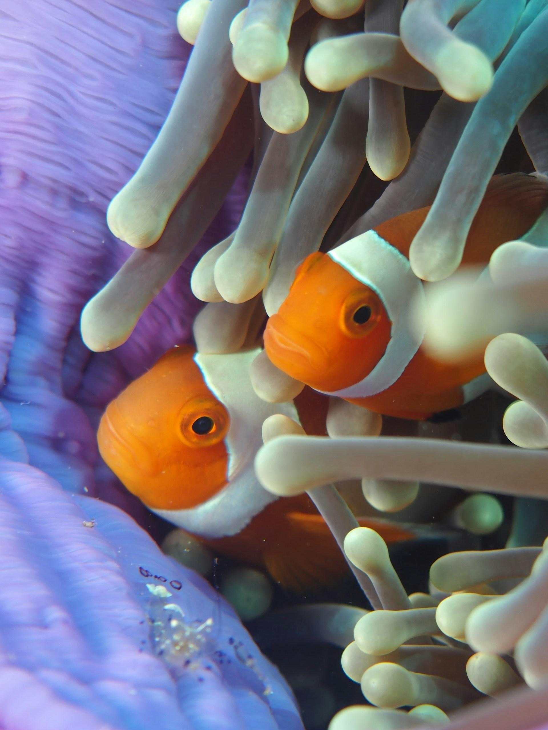 poisson-clown capable de changer son sexe