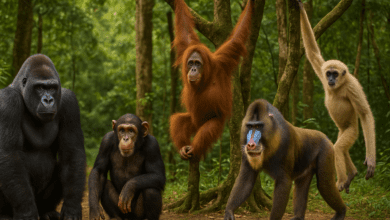 top 10 des singes les plus connus