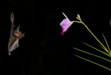 Comment les chauves-souris se déplacent-elles dans le noir ?